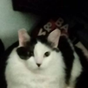 Meet your Posher, Ma